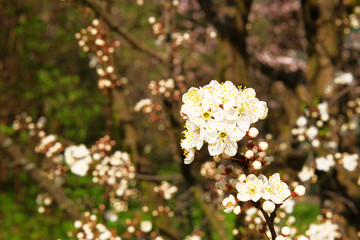 Spring blurred background of nature. Apricot flowers blooming with white bright petals. Greeting card for Womens day.