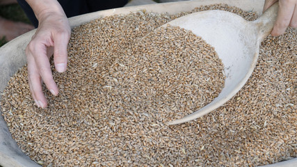 Hands are inspecting organic grains of rye