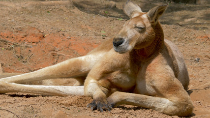 The red kangaroo. Macropus rufus. Portrait