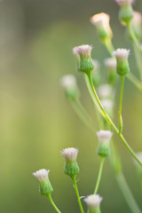 The plant is small-caustic. Erigeron acris. Several unblown flowers on stems on a green background in the natural environment.