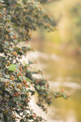 Hawthorn over the river. Deciduous green branches of hawthorn with berries in the natural environment over a pond.
