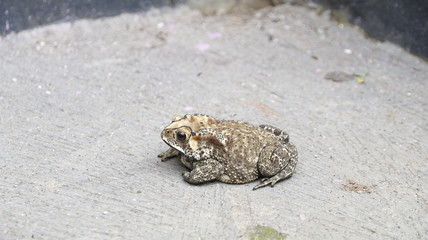 toad bufo