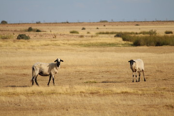 Naklejka na ściany i meble Beautiful picture of sheep of great size and weight