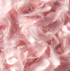 Pink feather background. © Alla