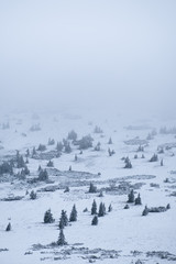 Fototapeta na wymiar trees in winter. frozen trees. moody hill. winter in czech krkonose mountains. snezka. obri dul. fog. foggy landscape