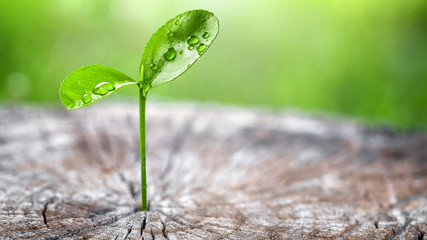 Ecology concept. Rising sprout from old wood and symbolizes the struggle for a new life.  