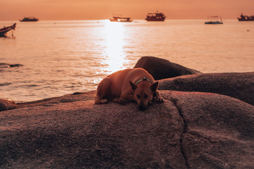 Red/pink/orange sunset at the beach in koh tao thailand