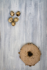 Ripe sunflower flower with white seeds and a bunch of quail eggs on a white wooden surface. Composition from the autumn harvest. Balanced nutrition with healthy proteins.
