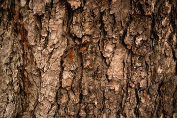 Close Up view of trunk as background. Old wood tree bark texture. Selective focus.