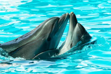 Rolgordijnen dolphins swim and jump in the water © studybos
