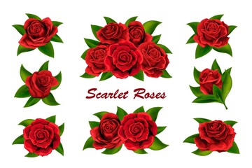 Scarlet red roses flowers with green leaves isolated on white