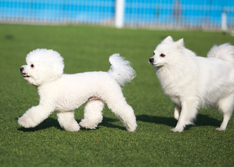 Happy puppies in a private playground