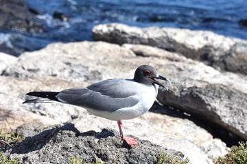 The night active red eyed Swallow tailed gull Creagrus furcatus on a rock