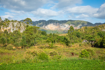 Vinales Valley. Typical view of Valle de Vinales with farm and mogotes. Pinar del Rio Province, Cuba.