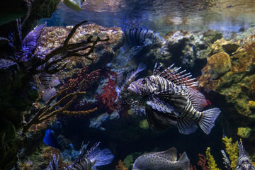 Naklejka na ściany i meble scorpion fish underwater in ocean