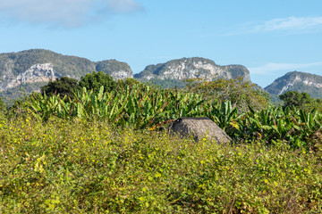 Fototapeta premium Vinales Valley. Typical view of Valle de Vinales with farm and mogotes. Pinar del Rio Province, Cuba.
