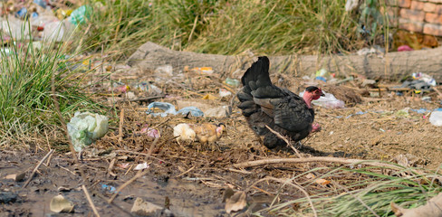 a female hen and her little chicks