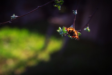 Butterfly on branch. First green leaves