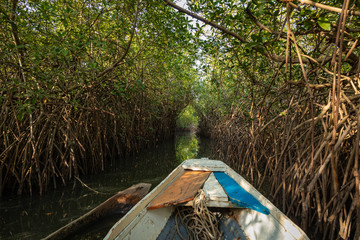 Gambia Mangroves. Traditional long boat. Green mangrove trees in forest. Gambia.