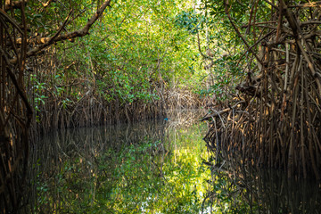 Fototapeta na wymiar Gambia Mangroves. Green mangrove trees in forest. Gambia.