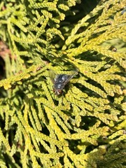 fly on a branch of pine tree
