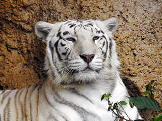 White Tiger Loro Parque