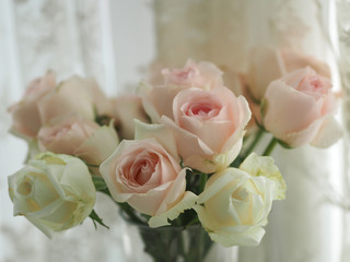 pink and white rose flower on blurred white background for card  Valentine Day