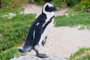 Obraz premium South African penguin, with feathers in its mouth standing on a rock on Boulders Beach, Simons Town, South Africa.