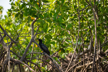 Gambia Mangroves. Black cormoran bird. Green mangrove trees in forest. Gambia.