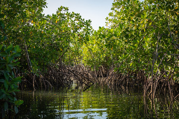 Gambia Mangroves. Green mangrove trees in forest. Gambia.