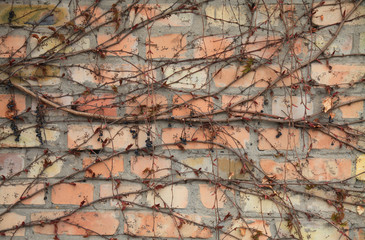 The background and texture of the brick wall, faded in the sun with the creeping vines. Light colored brick surface with dry creeping sprigs of grapes. Abstract sketches of nature