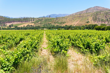 Fototapeta na wymiar Untidy rows of grapevines growing in a small field in the Cape Winelands near Franschhoek