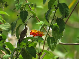 Flower blossom in the garden