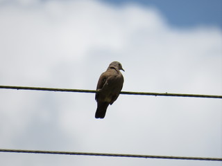 Bird landing on a wire