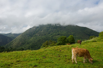 Fototapeta na wymiar farm cows in asturias