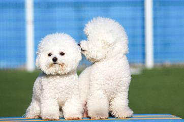 Happy puppies in a private playground