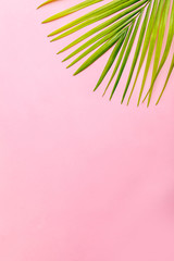 Fototapeta na wymiar green leaf with copy space on pink background 