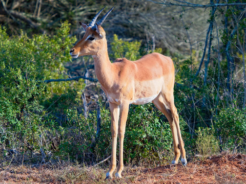 Oribi antelope standing, alert, near a sweet thorn bush in the Western Cape