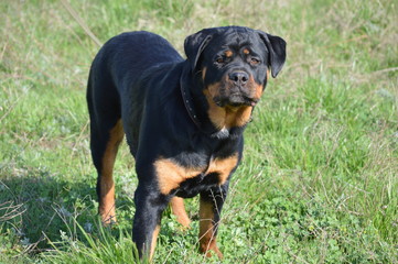 dog on grass