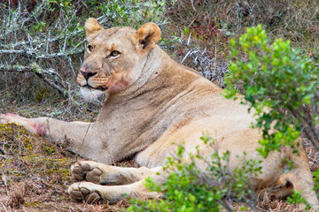 Alert lioness lays in the bushes recovering from a successful hunt