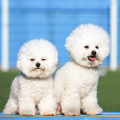 Happy puppies in a private playground