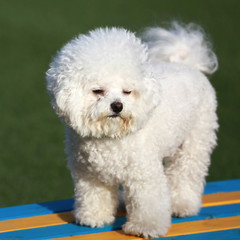 Happy puppies in a private playground