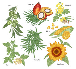 Oil plants set. Olive, soy, cannabis, sunflower, mustard, corn, oil palm branches, friuts and flowers hand drawn. Vector illustration botanical. Vintage engraving style.