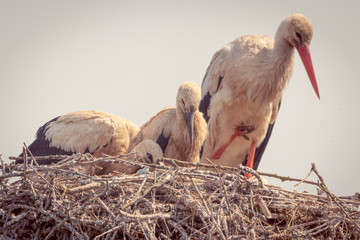 Nido de cig&uuml;e&ntilde;as