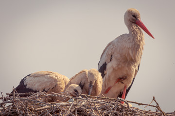 Familia en el Nido: Cig&uuml;e&ntilde;a Adulta con sus Polluelos