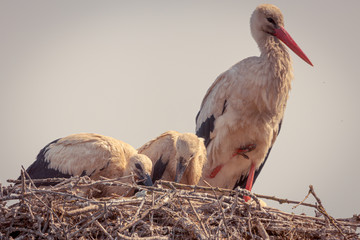 Nido de cig&uuml;e&ntilde;as
