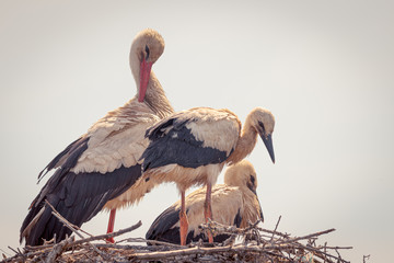 Nido de cig&uuml;e&ntilde;as