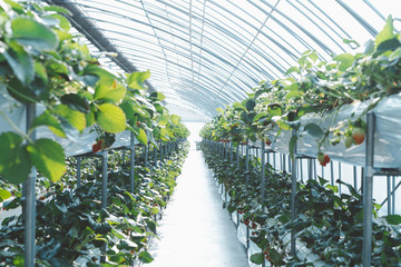 Many strawberries on the indoor farm.