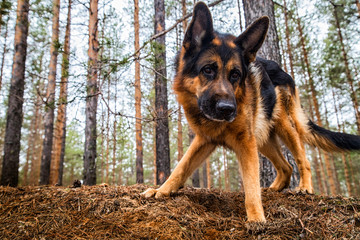 Dog German Shepherd in the forest in an early spring