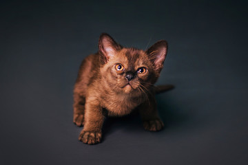 Brown kitten with bright yellow eyes. Photo in studio on a gray background. Chocolate color